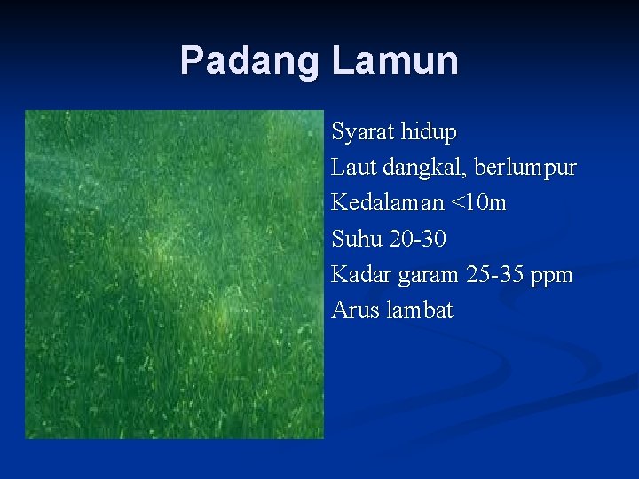 Padang Lamun Syarat hidup Laut dangkal, berlumpur Kedalaman <10 m Suhu 20 -30 Kadar