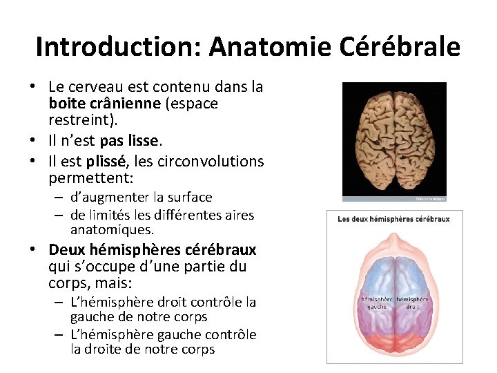 Introduction: Anatomie Cérébrale • Le cerveau est contenu dans la boite crânienne (espace restreint).