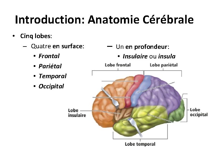 Introduction: Anatomie Cérébrale • Cinq lobes: – Quatre en surface: • Frontal • Pariétal