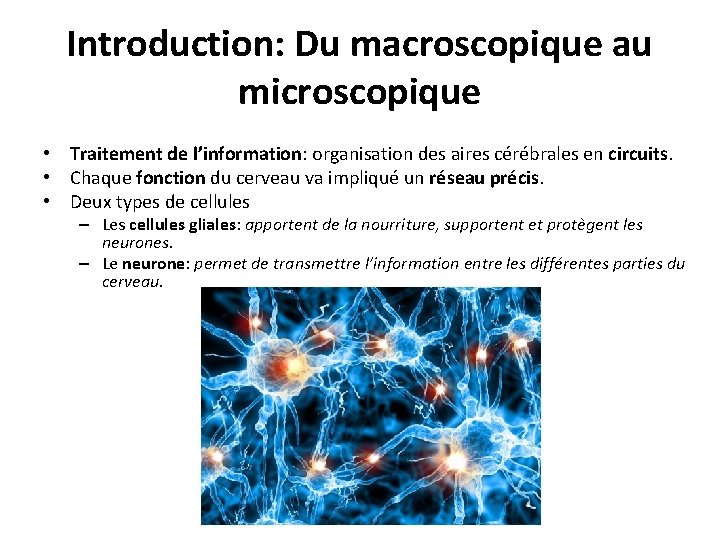 Introduction: Du macroscopique au microscopique • Traitement de l’information: organisation des aires cérébrales en