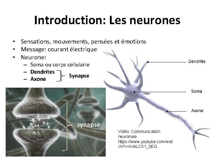 Introduction: Les neurones • Sensations, mouvements, pensées et émotions • Message: courant électrique •