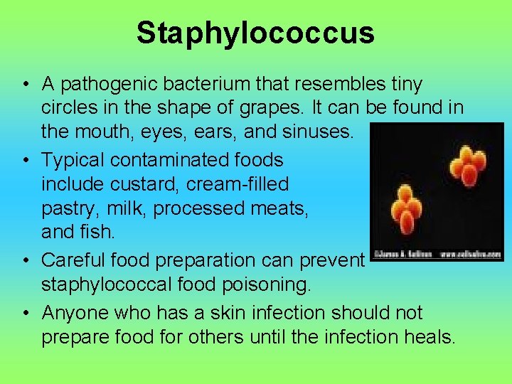 Staphylococcus • A pathogenic bacterium that resembles tiny circles in the shape of grapes.