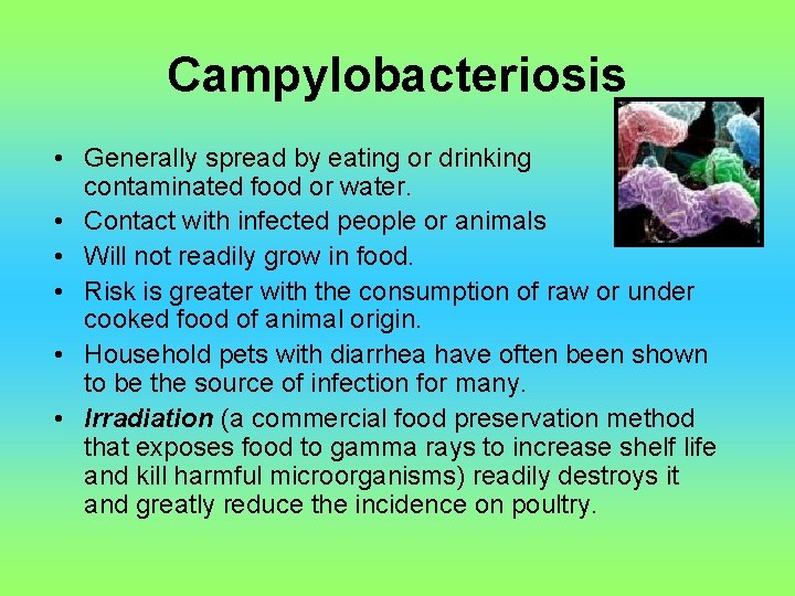 Campylobacteriosis • Generally spread by eating or drinking contaminated food or water. • Contact