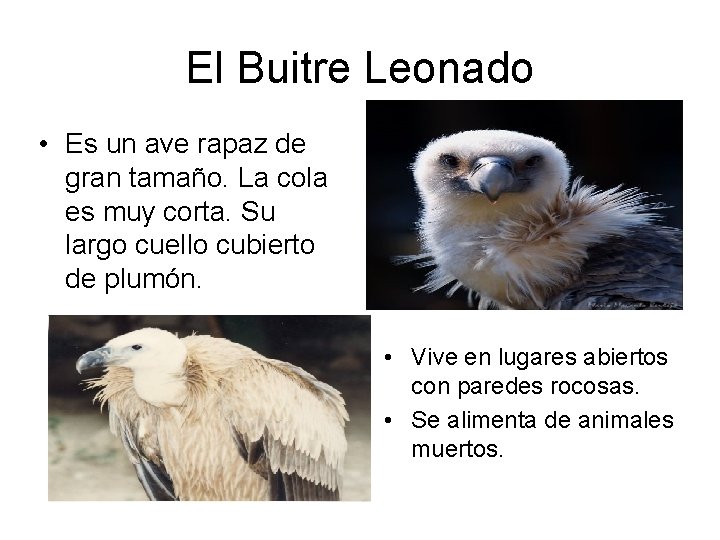 El Buitre Leonado • Es un ave rapaz de gran tamaño. La cola es