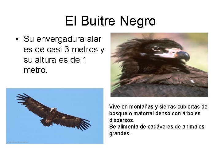 El Buitre Negro • Su envergadura alar es de casi 3 metros y su