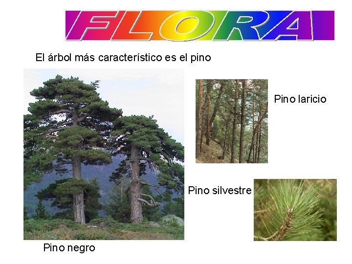 El árbol más característico es el pino Pino laricio Pino silvestre Pino negro 