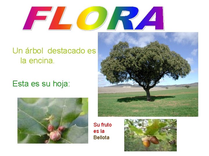 Un árbol destacado es la encina. Esta es su hoja: Su fruto es la