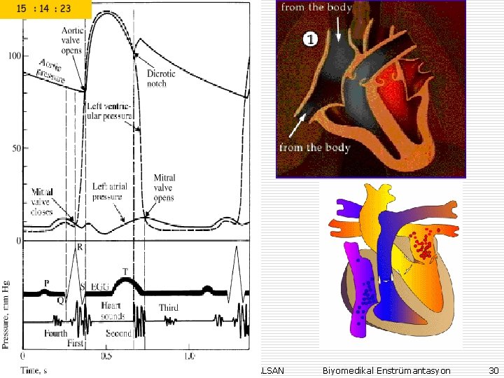Prof. Dr. Sezgin ALSAN Biyomedikal Enstrümantasyon 30 