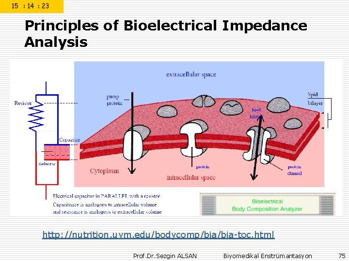 Principles of Bioelectrical Impedance Analysis http: //nutrition. uvm. edu/bodycomp/bia-toc. html Prof. Dr. Sezgin ALSAN