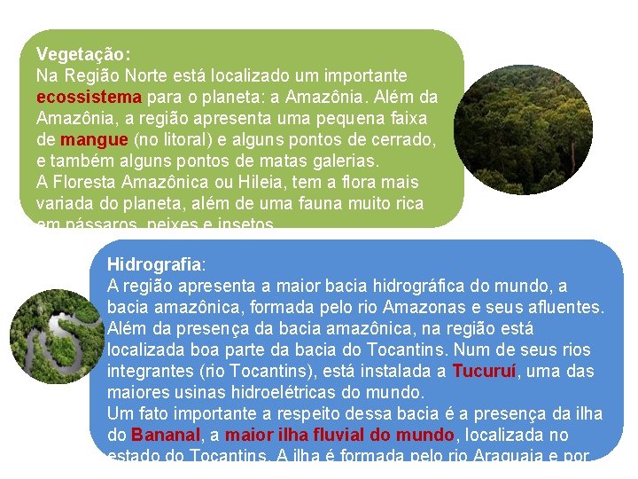 Vegetação: Na Região Norte está localizado um importante ecossistema para o planeta: a Amazônia.