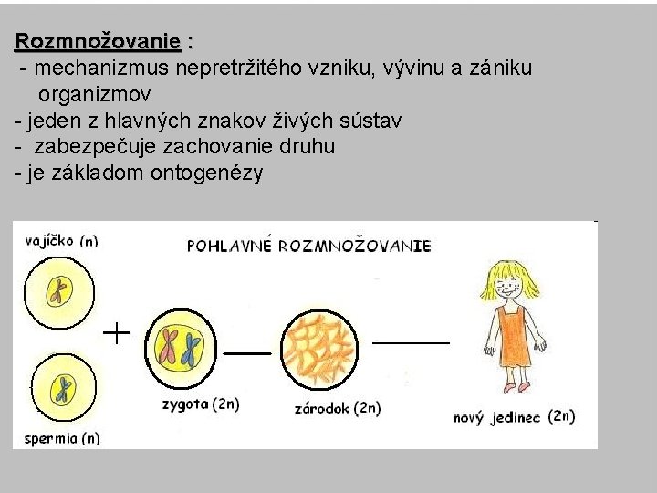 Rozmnožovanie : - mechanizmus nepretržitého vzniku, vývinu a zániku organizmov - jeden z hlavných