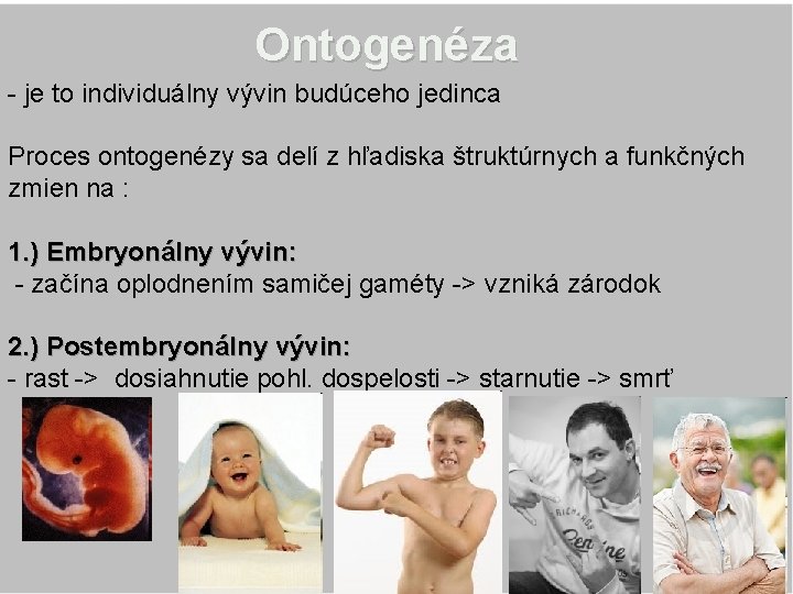 Ontogenéza - je to individuálny vývin budúceho jedinca Proces ontogenézy sa delí z hľadiska