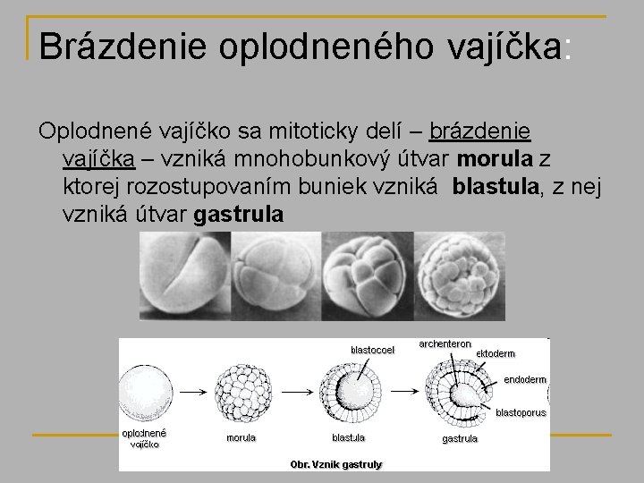 Brázdenie oplodneného vajíčka: Oplodnené vajíčko sa mitoticky delí – brázdenie vajíčka – vzniká mnohobunkový