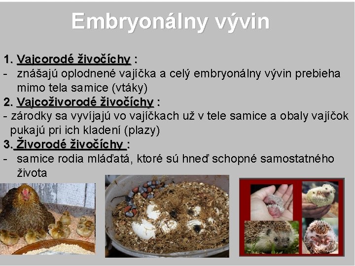 Embryonálny vývin 1. Vajcorodé živočíchy : : - znášajú oplodnené vajíčka a celý embryonálny