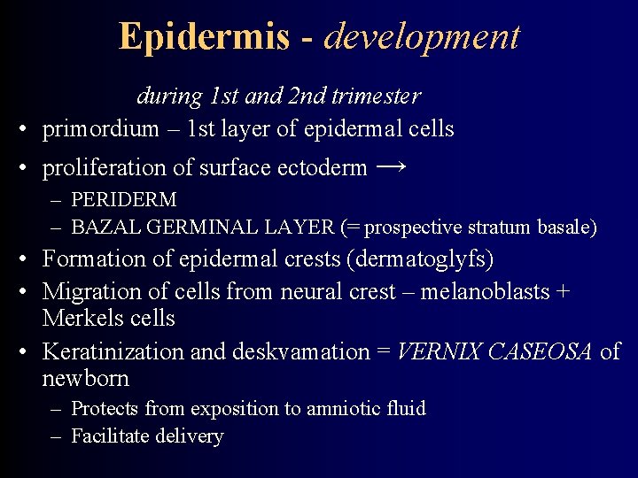 Epidermis - development during 1 st and 2 nd trimester • primordium – 1