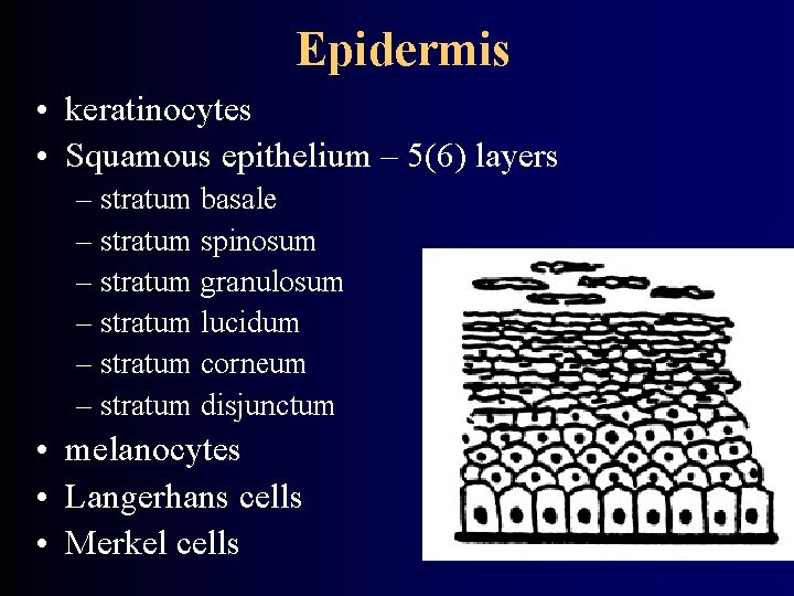 Epidermis • keratinocytes • Squamous epithelium – 5(6) layers – stratum basale – stratum