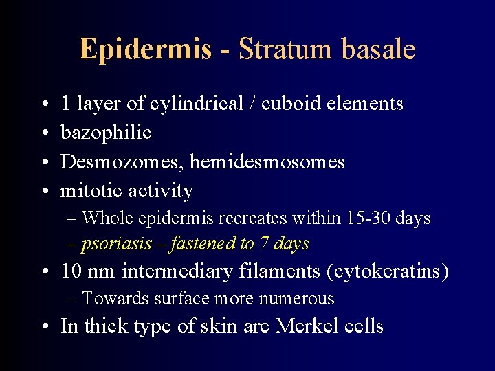 Epidermis - Stratum basale • • 1 layer of cylindrical / cuboid elements bazophilic