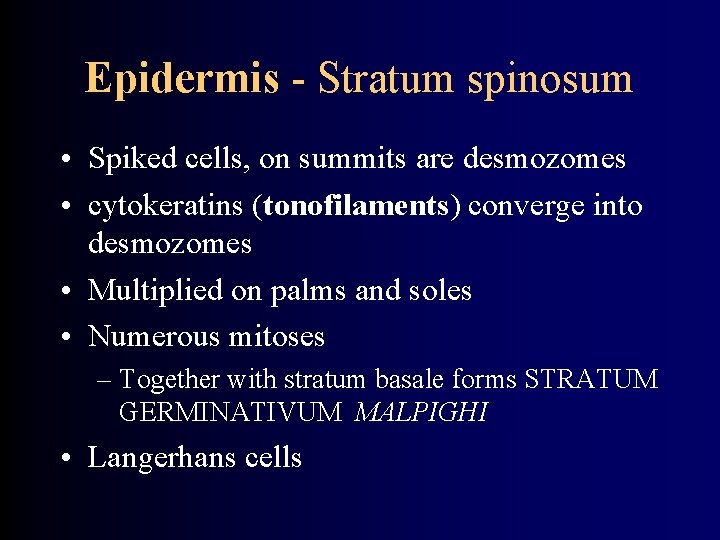 Epidermis - Stratum spinosum • Spiked cells, on summits are desmozomes • cytokeratins (tonofilaments)