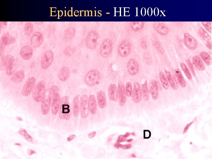 Epidermis - HE 1000 x 