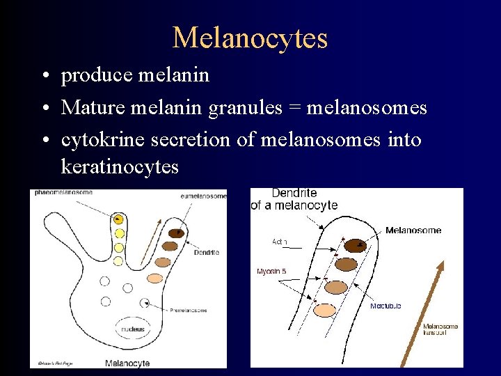 Melanocytes • produce melanin • Mature melanin granules = melanosomes • cytokrine secretion of