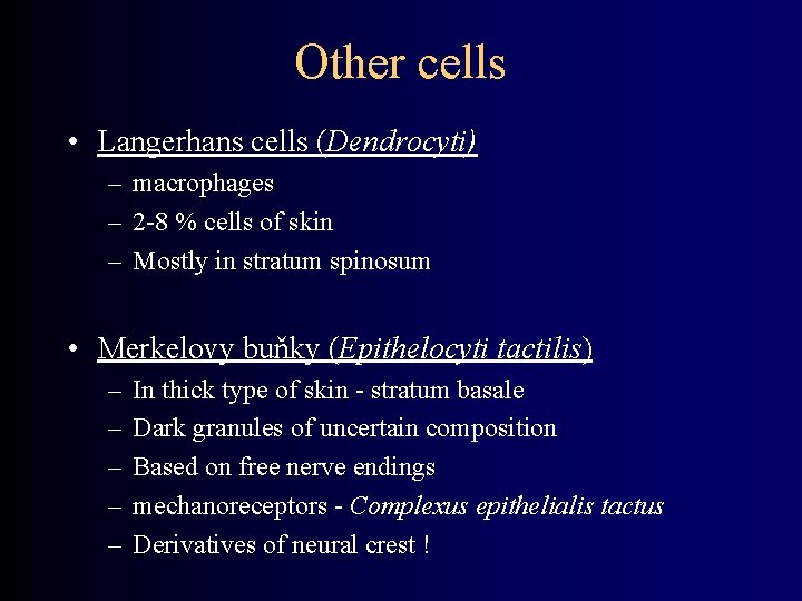 Other cells • Langerhans cells (Dendrocyti) – macrophages – 2 -8 % cells of