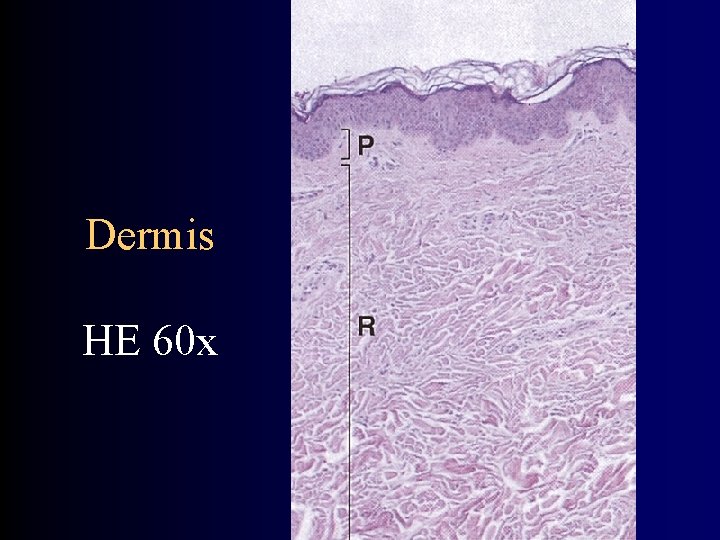 Dermis HE 60 x 