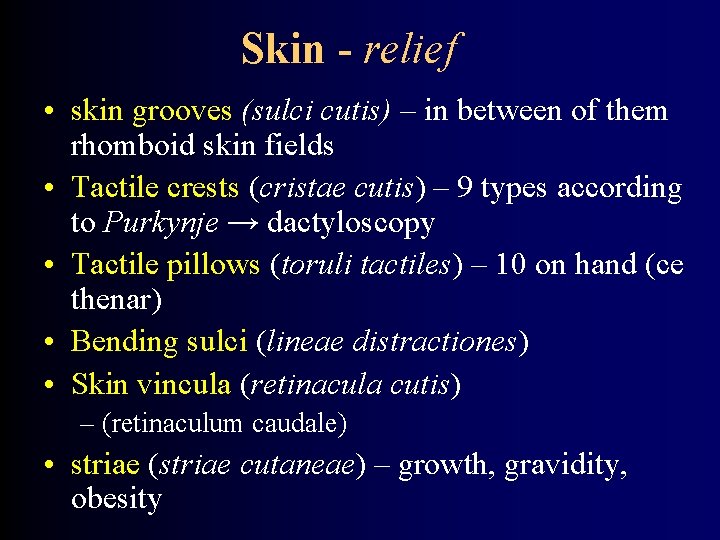 Skin - relief • skin grooves (sulci cutis) – in between of them rhomboid
