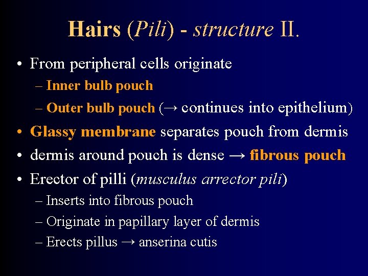 Hairs (Pili) - structure II. • From peripheral cells originate – Inner bulb pouch