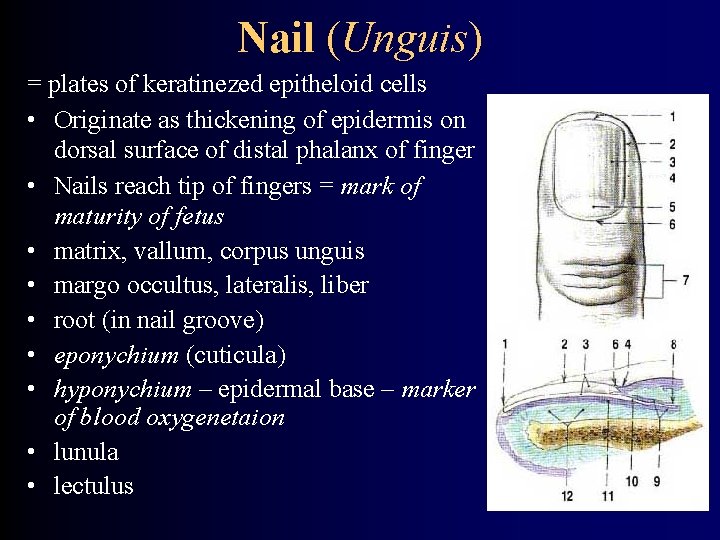 Nail (Unguis) = plates of keratinezed epitheloid cells • Originate as thickening of epidermis