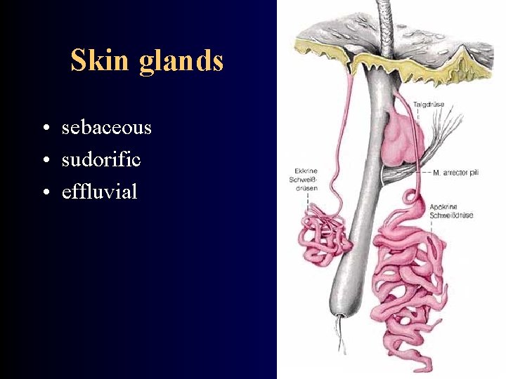 Skin glands • sebaceous • sudorific • effluvial 