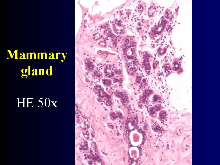 Mammary gland HE 50 x 