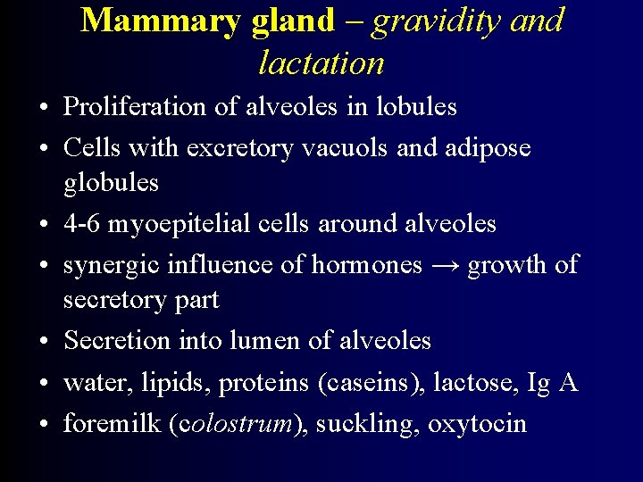 Mammary gland – gravidity and lactation • Proliferation of alveoles in lobules • Cells