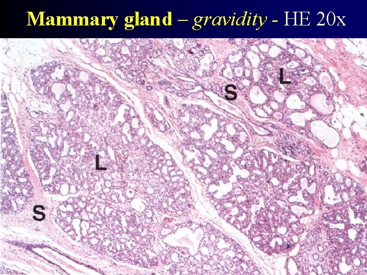 Mammary gland – gravidity - HE 20 x 