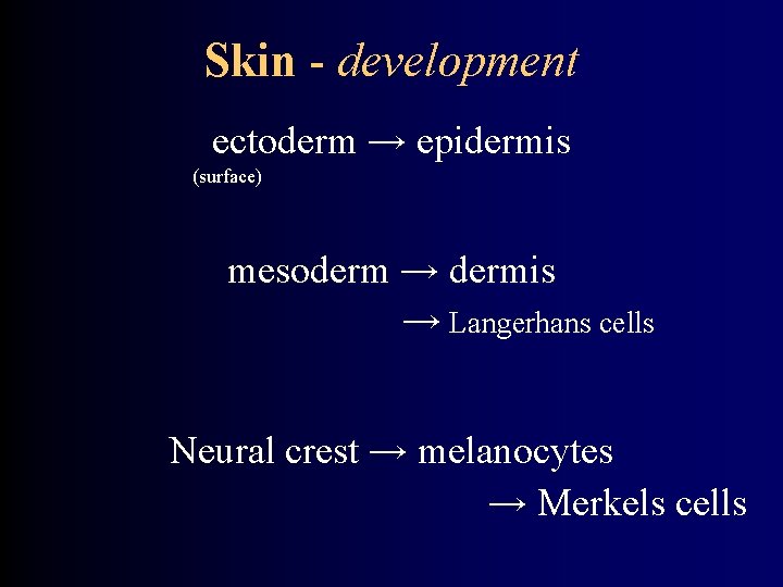 Skin - development ectoderm → epidermis (surface) mesoderm → dermis → Langerhans cells Neural