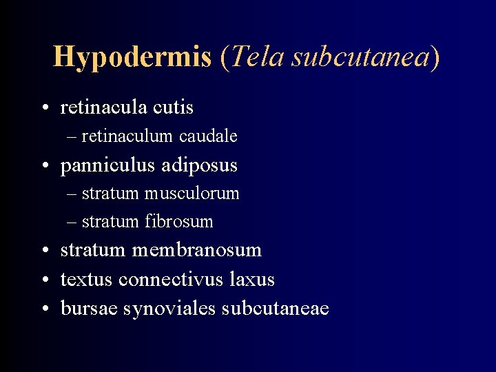 Hypodermis (Tela subcutanea) • retinacula cutis – retinaculum caudale • panniculus adiposus – stratum