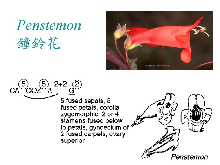 Penstemon 鐘鈴花 