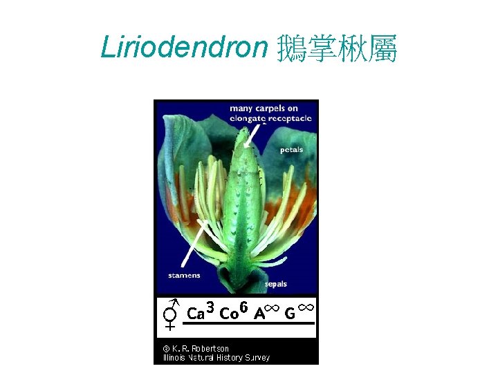 Liriodendron 鵝掌楸屬 