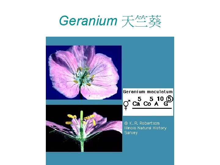 Geranium 天竺葵 