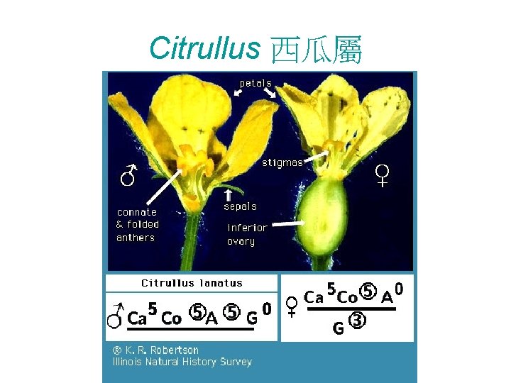 Citrullus 西瓜屬 