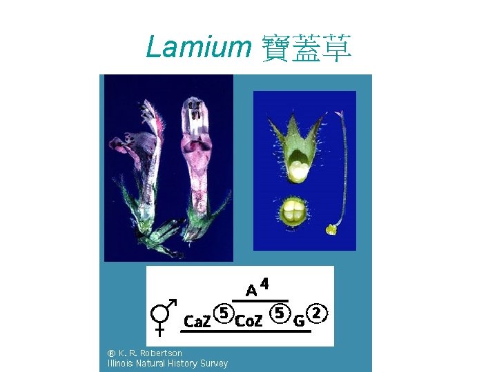 Lamium 寶蓋草 