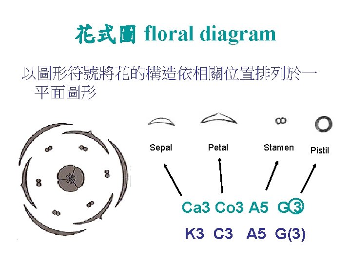 花式圖 floral diagram 以圖形符號將花的構造依相關位置排列於一 平面圖形 Sepal Petal Stamen Ca 3 Co 3 A 5