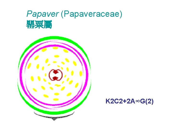 Papaver (Papaveraceae) 罌粟屬 K 2 C 2+2 A∞G(2) 