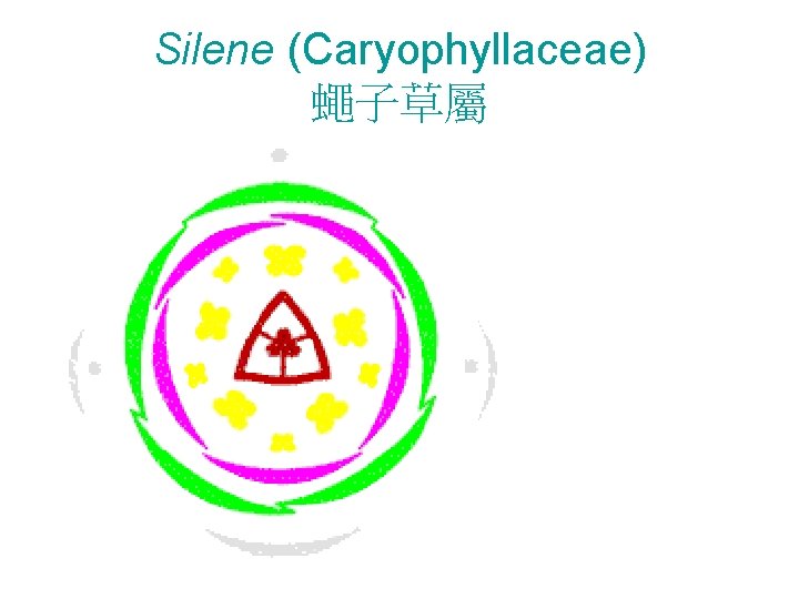 Silene (Caryophyllaceae) 蠅子草屬 