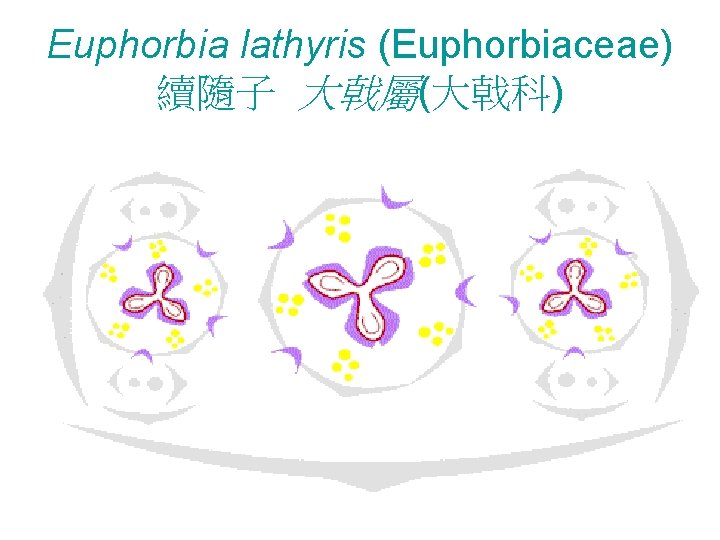 Euphorbia lathyris (Euphorbiaceae) 續隨子 大戟屬(大戟科) 