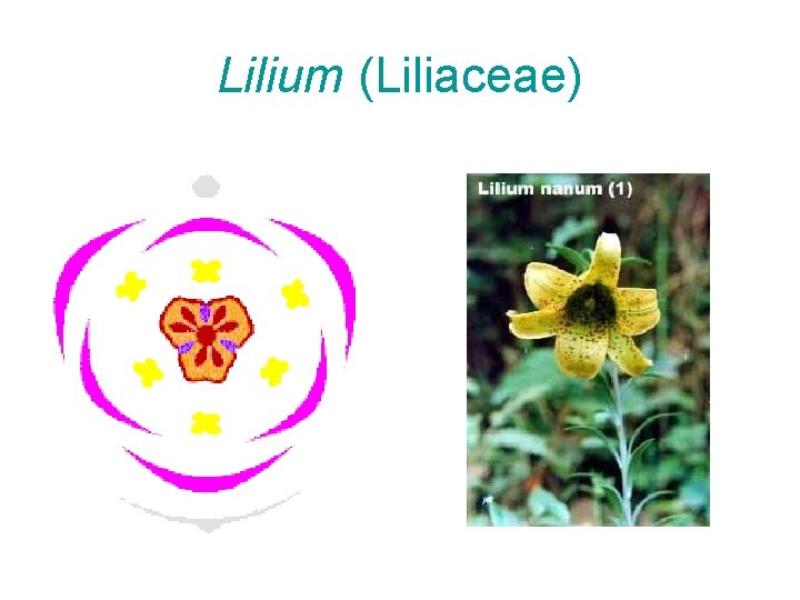 Lilium (Liliaceae) 