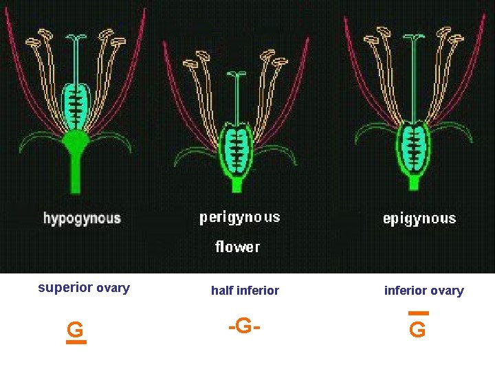 superior ovary G half inferior -G- inferior ovary G 