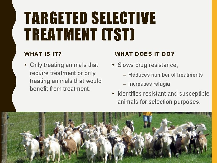 TARGETED SELECTIVE TREATMENT (TST) WHAT IS IT? • Only treating animals that require treatment