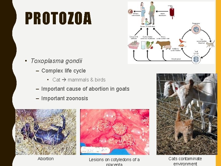 PROTOZOA • Toxoplasma gondii – Complex life cycle • Cat mammals & birds –