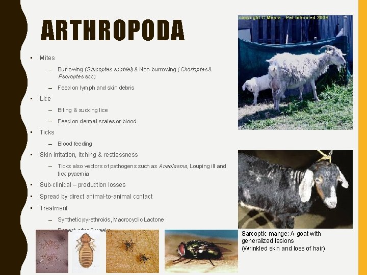 ARTHROPODA • • • Mites – Burrowing (Sarcoptes scabiei) & Non-burrowing (Chorioptes & Psoroptes