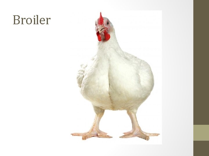 Broiler 